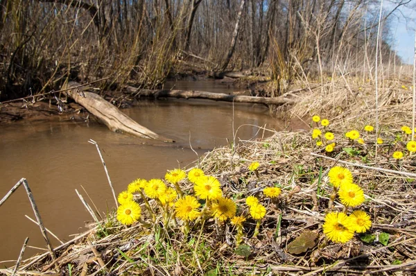 Coltsfoot bilinen Tussilago farfara bitki papatya ailesindeki groundsel kabile bir bitkidir