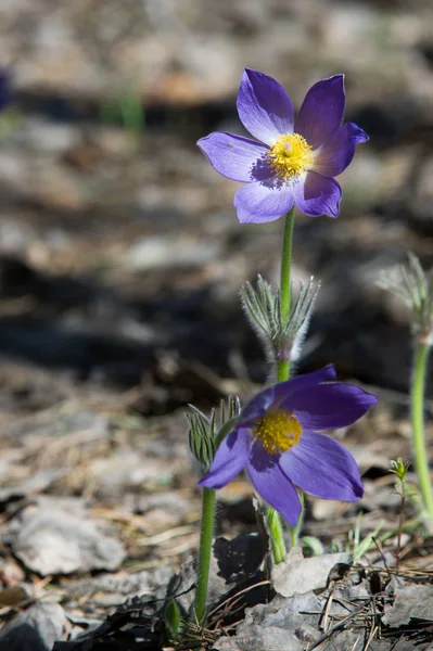 Bahar manzara. Çiçekleri içinde belgili tanımlık vahşi. Bahar çiçek Pulsatilla. Pasque çiçek ya da pasqueflower, Rüzgar çiçek, çayır bitkisi, Paskalya çiçek ve çayır anemone ortak adları dahil. 