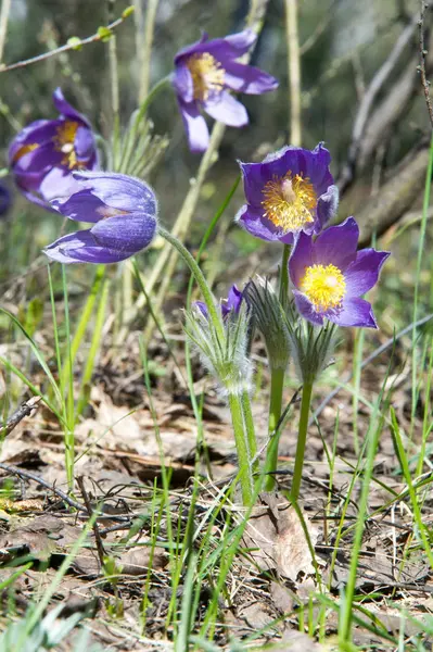 Bahar manzara. Çiçekleri içinde belgili tanımlık vahşi. Bahar çiçek Pulsatilla. Pasque çiçek ya da pasqueflower, Rüzgar çiçek, çayır bitkisi, Paskalya çiçek ve çayır anemone ortak adları dahil. 