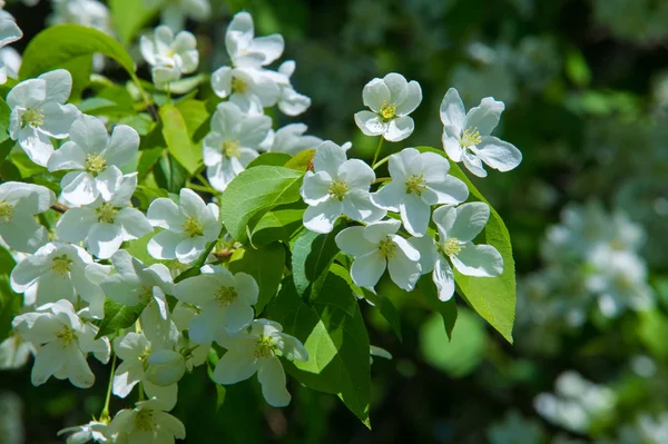 Photos Paysage Printanier Pommiers Fleurs — Photo