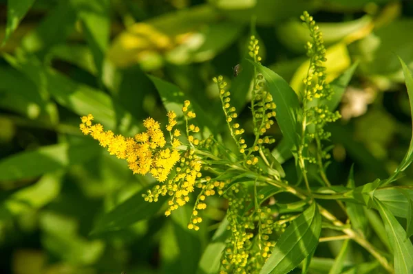 アキノキリンソウ Goldenrods 通称はアスター キク科の家族の植物の種の属です それらのほとんどが開いている場所は 多年生の草本の種 — ストック写真