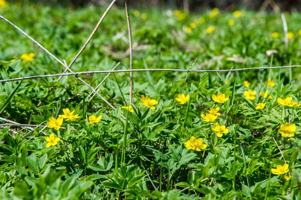 Anemon sarı orman çiçek çiçekli bitkiler buttercup ailesinin ılıman bölgelerde yerel yaklaşık 200 türü bir cinsidir.