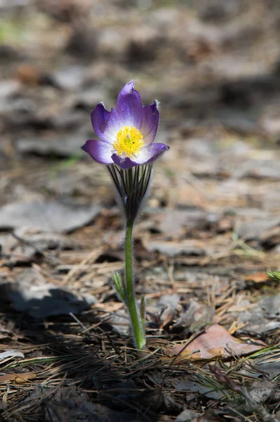 Spring landscape. Flowers growing in the wild. Spring flower Pulsatilla. Common names include pasque flower or pasqueflower, wind flower, prairie crocus, Easter flower, and meadow anemone.
