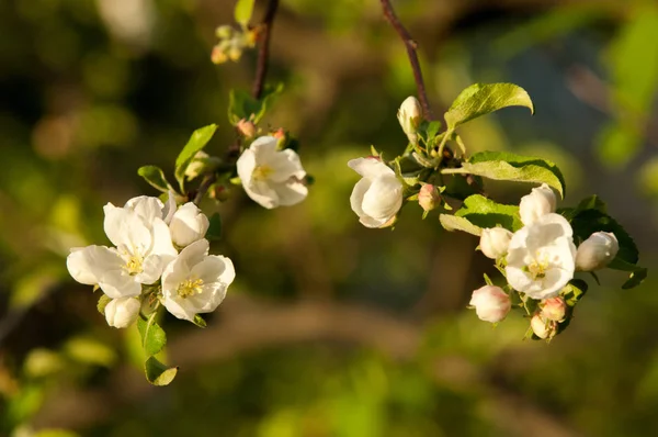 Spring Landscape Apple Tree Flowers Beautiful Spring Blooming Tree Gentle — Stock Photo, Image