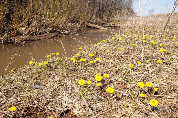 Tussilago Farfara Comunemente Nota Come Coltsfoot Una Pianta Della Tribù — Foto Stock