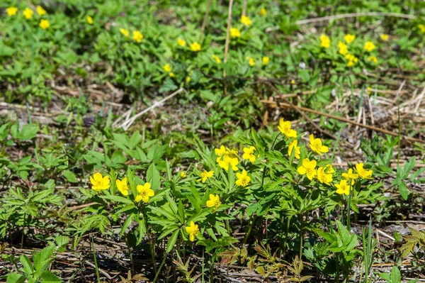 Anemon sarı orman çiçek çiçekli bitkiler buttercup ailesinin ılıman bölgelerde yerel yaklaşık 200 türü bir cinsidir.