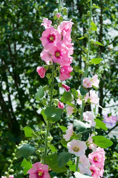 Flores Malva Una Planta Herbácea Con Tallos Peludos Flores Color —  Fotos de Stock