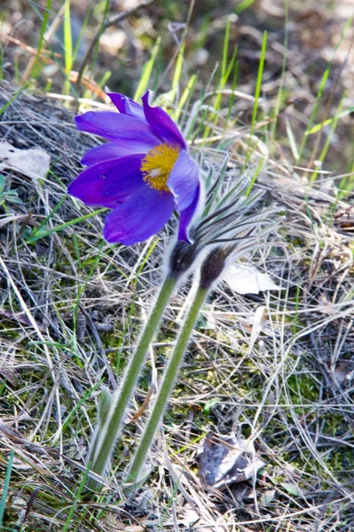 Bahar manzara. Çiçekleri içinde belgili tanımlık vahşi. Bahar çiçek Pulsatilla. Pasque çiçek ya da pasqueflower, Rüzgar çiçek, çayır bitkisi, Paskalya çiçek ve çayır anemone ortak adları dahil. 