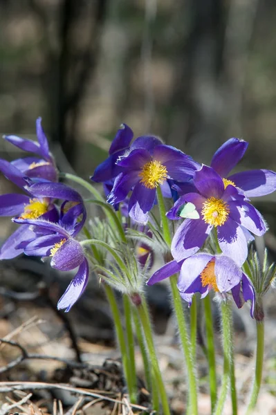 Paesaggio Primaverile Fiori Che Crescono Natura Fiore Primavera Pulsatilla Nomi — Foto Stock