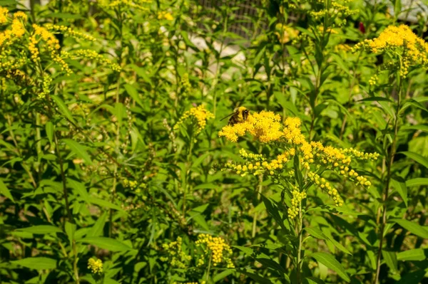 Solidago Est Genre Plantes Famille Des Asteraceae Plupart Entre Eux — Photo