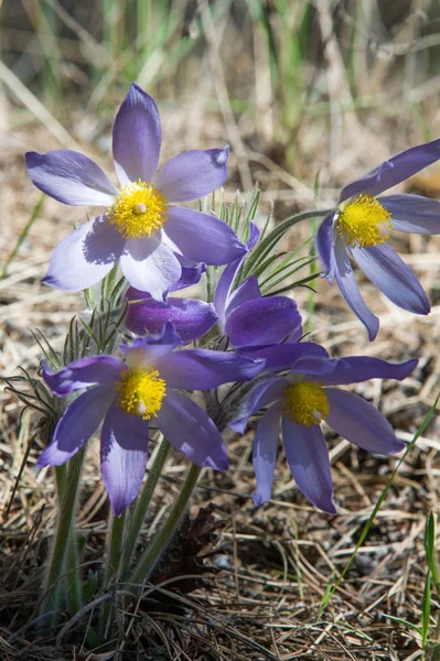 Spring Landscape Flowers Growing Wild Spring Flower Pulsatilla Common Names — Stock Photo, Image