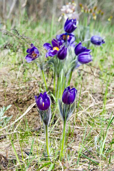 Lente Landschap Bloemen Groeien Het Wild Voorjaar Bloem Pulsatilla Gemeenschappelijke — Stockfoto