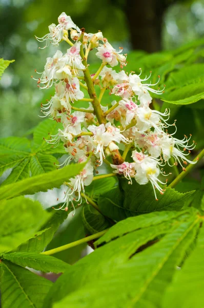 Bir ağacın çiçekleri bir kestane ağacı. Bahar çiçekleri açan kestane ağacı çiçekleri. Aesculus hipokastanum çiçeği at kestanesi ağacı 