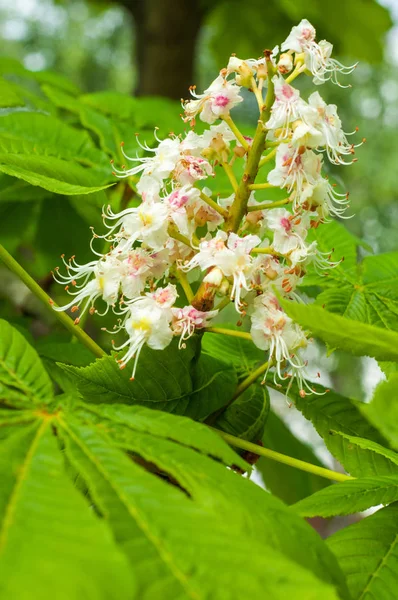 Bir ağacın çiçekleri bir kestane ağacı. Bahar çiçekleri açan kestane ağacı çiçekleri. Aesculus hipokastanum çiçeği at kestanesi ağacı 