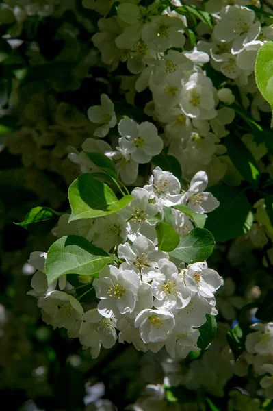 Bahar Manzara Fotoğrafları Çiçek Açması Elma Ağaçlarının — Stok fotoğraf