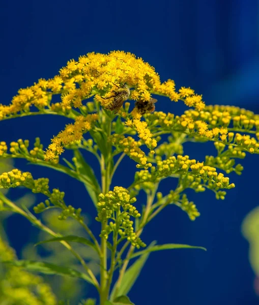 Золотушник Зазвичай Називається Goldenrods Рід Види Квіткових Рослин Родини Астерс — стокове фото