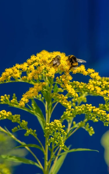 Solidago Est Genre Plantes Famille Des Asteraceae Plupart Entre Eux — Photo