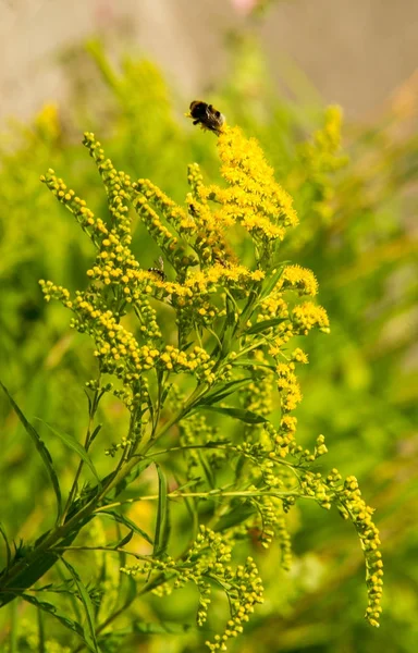 Solidago Powszechnie Nazywane Goldenrods Jest Gatunków Roślin Rodziny Astry Asteraceae — Zdjęcie stockowe