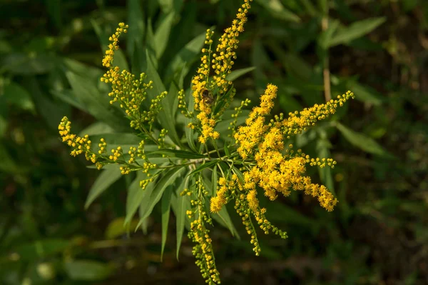 Solidago Обычно Называемый Goldenrods Является Родом Видов Цветущих Растений Семействе — стоковое фото