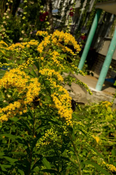 Solidago, goldenrods, yaygın olarak adlandırılan bir tür Aster, bitki ailesindeki çiçekli bitki cinsidir. Bunların çoğu çok yıllık otsu türler açık yerlerde bulundu
