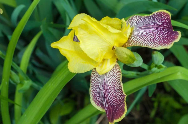 Iris Género Botânico Pertencente Família Asteraceae Ele Leva Seu Nome — Fotografia de Stock