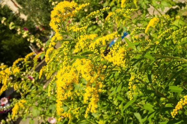 Solidago, goldenrods, yaygın olarak adlandırılan bir tür Aster, bitki ailesindeki çiçekli bitki cinsidir. Bunların çoğu çok yıllık otsu türler açık yerlerde bulundu