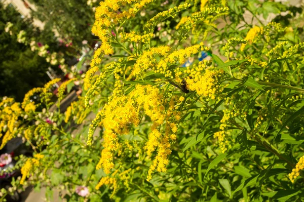 일반적으로 Goldenrods 제품군과 국화과의 식물의 그들의 대부분은 다년생 장소에서 — 스톡 사진