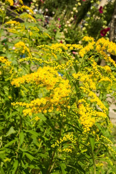 Solidago, goldenrods, yaygın olarak adlandırılan bir tür Aster, bitki ailesindeki çiçekli bitki cinsidir. Bunların çoğu çok yıllık otsu türler açık yerlerde bulundu