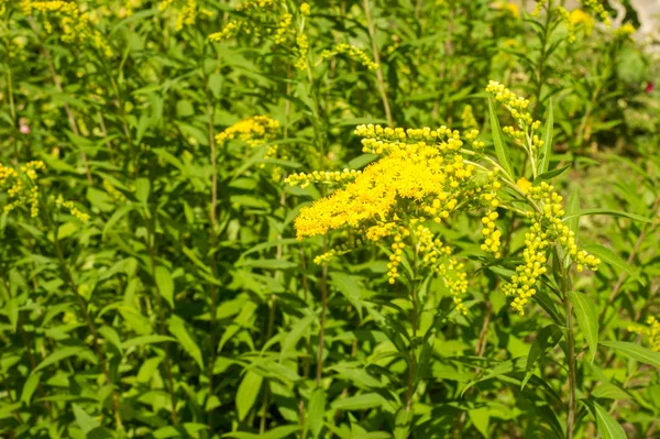 Solidago, goldenrods, yaygın olarak adlandırılan bir tür Aster, bitki ailesindeki çiçekli bitki cinsidir. Bunların çoğu çok yıllık otsu türler açık yerlerde bulundu