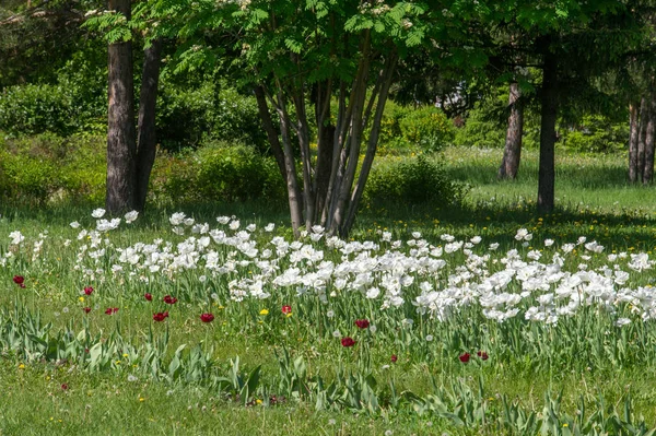 Весняний Міський Пейзаж Міські Парки Зелене Трав Яне Поле Великому — стокове фото