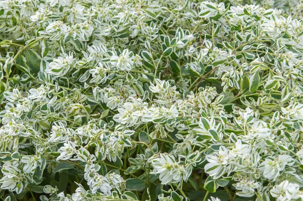 Doku arka plan. Snow-on-the-mountain, çayır üzerinde duman, alacalı spurge veya beyaz açılımına spurge bilinen Atatürk marginata küçük bir yıllık spurge ailesindeki alınır