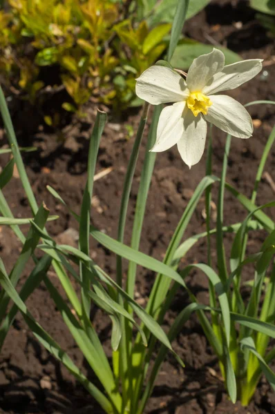 Arka plan doku, desen. Bahar manzara, beyaz nergis