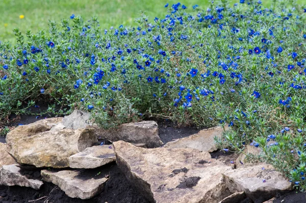 Anagallis cinsidir yaklaşık 20-25 tür çiçekli bitki ailesindeki Primulaceae, Kızıl Farekulağı'Farekulağı ' ve belki de en iyi bilinen yaygın olarak adlandırılan.
