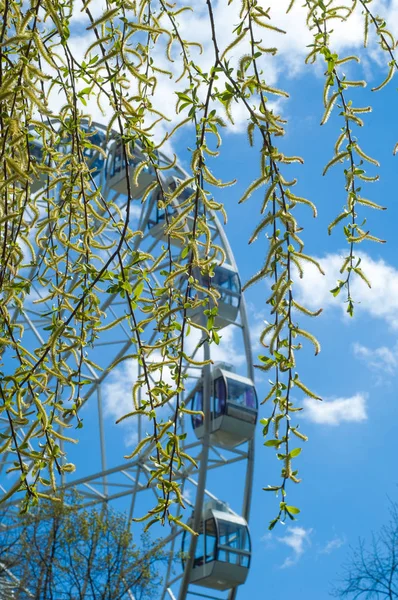 Arka plan resmi, bahar manzara, gökyüzü arka plan üzerinde küpeli söğüt dalı doku. Çiçekli willow. Ağlayan ağaç bahar söğüt. Çiçek - küpe. Dönme dolap içinde belgili tanımlık geçmiş