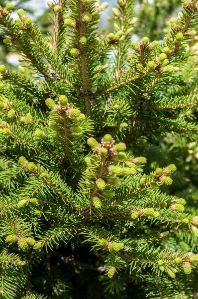 Textur Des Hintergrundbildes Frühlingslandschaft Die Ersten Blätter Der Bäume — Stockfoto