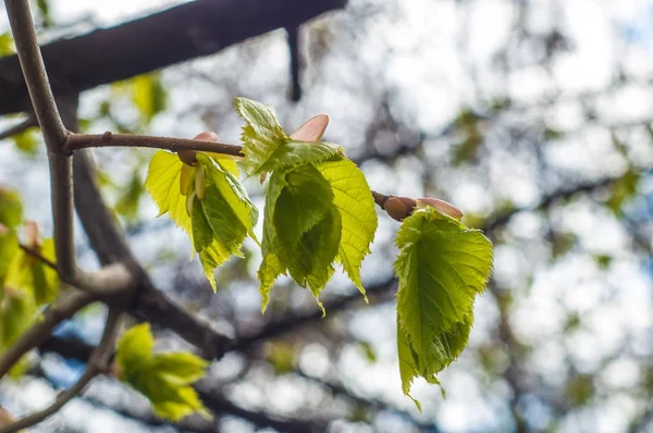 Arka plan resmi, bahar peyzaj, ağaçlar ilk yaprak dokusu