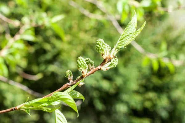 Arka plan resmi, bahar peyzaj, ağaçlar ilk yaprak dokusu