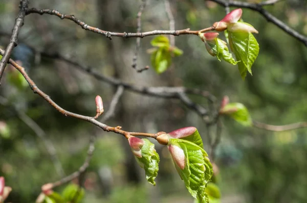 Arka plan resmi, bahar peyzaj, ağaçlar ilk yaprak dokusu