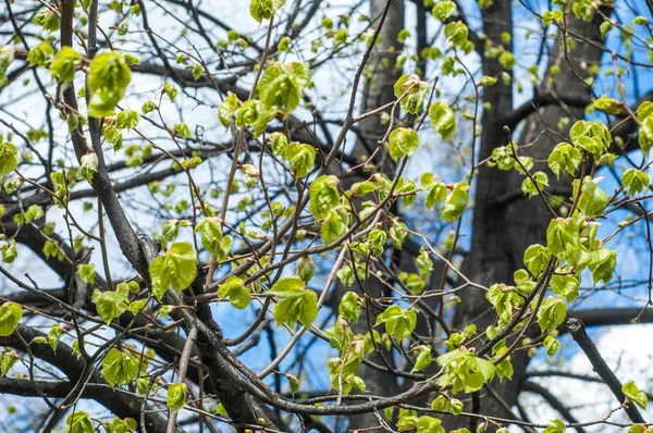 Textuur Van Achtergrondafbeelding Lente Landschap Eerste Bladeren Van Bomen — Stockfoto