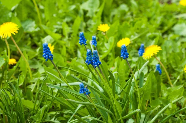 Muscari armeniacum is a bulbous plant of the genus Muscari with basal, simple leaves and short flowering stems. This is one of the number of species and genera known as grape hyacinth