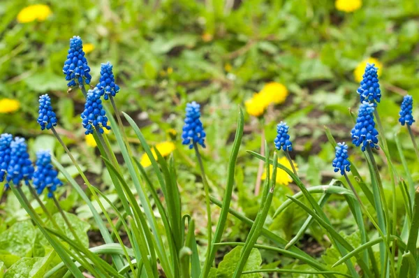 Muscari armeniacum is a bulbous plant of the genus Muscari with basal, simple leaves and short flowering stems. This is one of the number of species and genera known as grape hyacinth