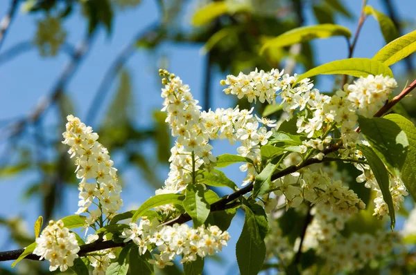 Bahar tebrik kartı, çiçeği kuş kiraz. Bir kaplumbağa şube Close-up parlak gökyüzü karşı yaktı. Kuş-kiraz ağaç izole çiçeklenme. kuş kiraz içinde güneşli çiçekler gün, yakın çekim