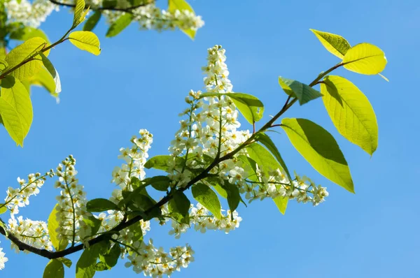 Bahar tebrik kartı, çiçeği kuş kiraz. Bir kaplumbağa şube Close-up parlak gökyüzü karşı yaktı. Kuş-kiraz ağaç izole çiçeklenme. kuş kiraz içinde güneşli çiçekler gün, yakın çekim