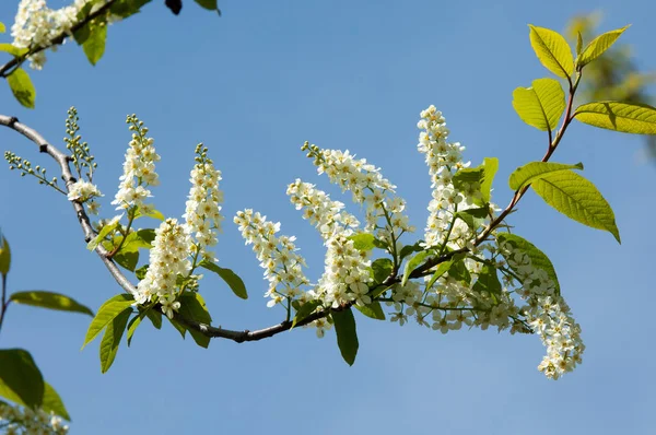 Bahar tebrik kartı, çiçeği kuş kiraz. Bir kaplumbağa şube Close-up parlak gökyüzü karşı yaktı. Kuş-kiraz ağaç izole çiçeklenme. kuş kiraz içinde güneşli çiçekler gün, yakın çekim