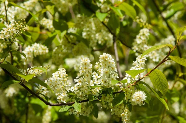 Bahar tebrik kartı, çiçeği kuş kiraz. Bir kaplumbağa şube Close-up parlak gökyüzü karşı yaktı. Kuş-kiraz ağaç izole çiçeklenme. kuş kiraz içinde güneşli çiçekler gün, yakın çekim