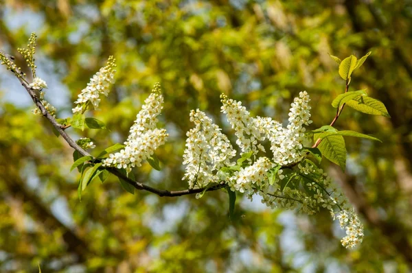 Bahar tebrik kartı, çiçeği kuş kiraz. Bir kaplumbağa şube Close-up parlak gökyüzü karşı yaktı. Kuş-kiraz ağaç izole çiçeklenme. kuş kiraz içinde güneşli çiçekler gün, yakın çekim
