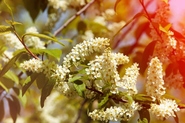 Tarjeta Felicitación Primavera Flor Cerezo Pájaro Primer Plano Una Rama — Foto de Stock