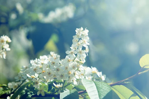 春のグリーティング カード 花見鳥桜 亀支店のクローズ アップは 空を背景に明るい 分離された鳥桜の開花 晴れた日 クローズ アップの花桜鳥 — ストック写真