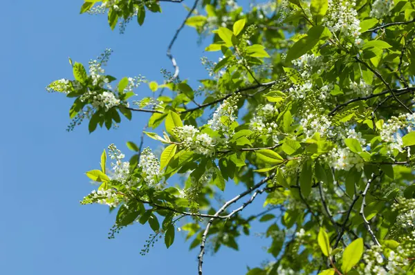 Bahar tebrik kartı, çiçeği kuş kiraz. Bir kaplumbağa şube Close-up parlak gökyüzü karşı yaktı. Kuş-kiraz ağaç izole çiçeklenme. kuş kiraz içinde güneşli çiçekler gün, yakın çekim