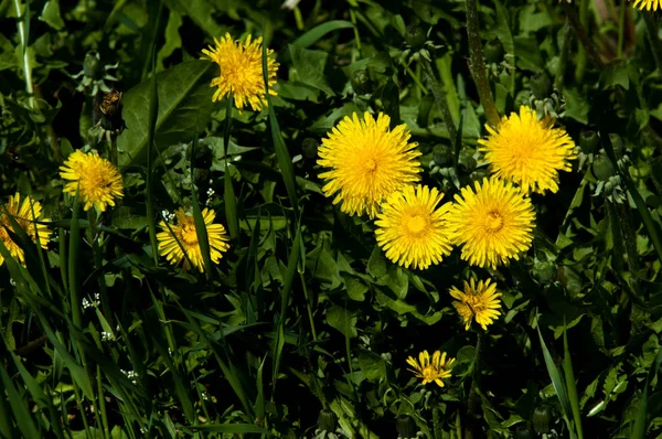 Bahar manzara, karahindiba çim parlak sarı çiçekler. Bahar çayır üzerinde parlak ortak dandelions detayını. Şifalı bitki ve gıda madde olarak kullanılan